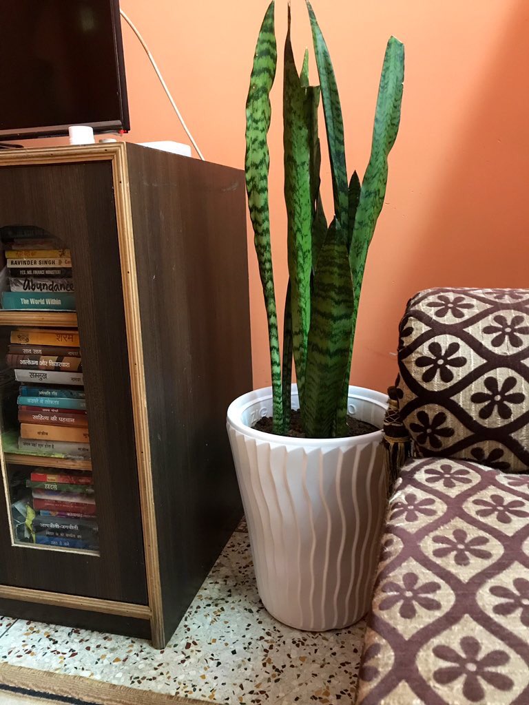 Ravijharkhandi's tweet photo. I am #LivingWithLungCancerStage4, on #chemotherapy n #targeted_therapy since 2021. I know that a single medical report will announce the end of my life any day. In spite of these odds, i have bought new indoor plants for Diwali. Bcoz, i wanna live life. 
#LungCancerAwarenessMonth https://t.co/STCPYnh0bF