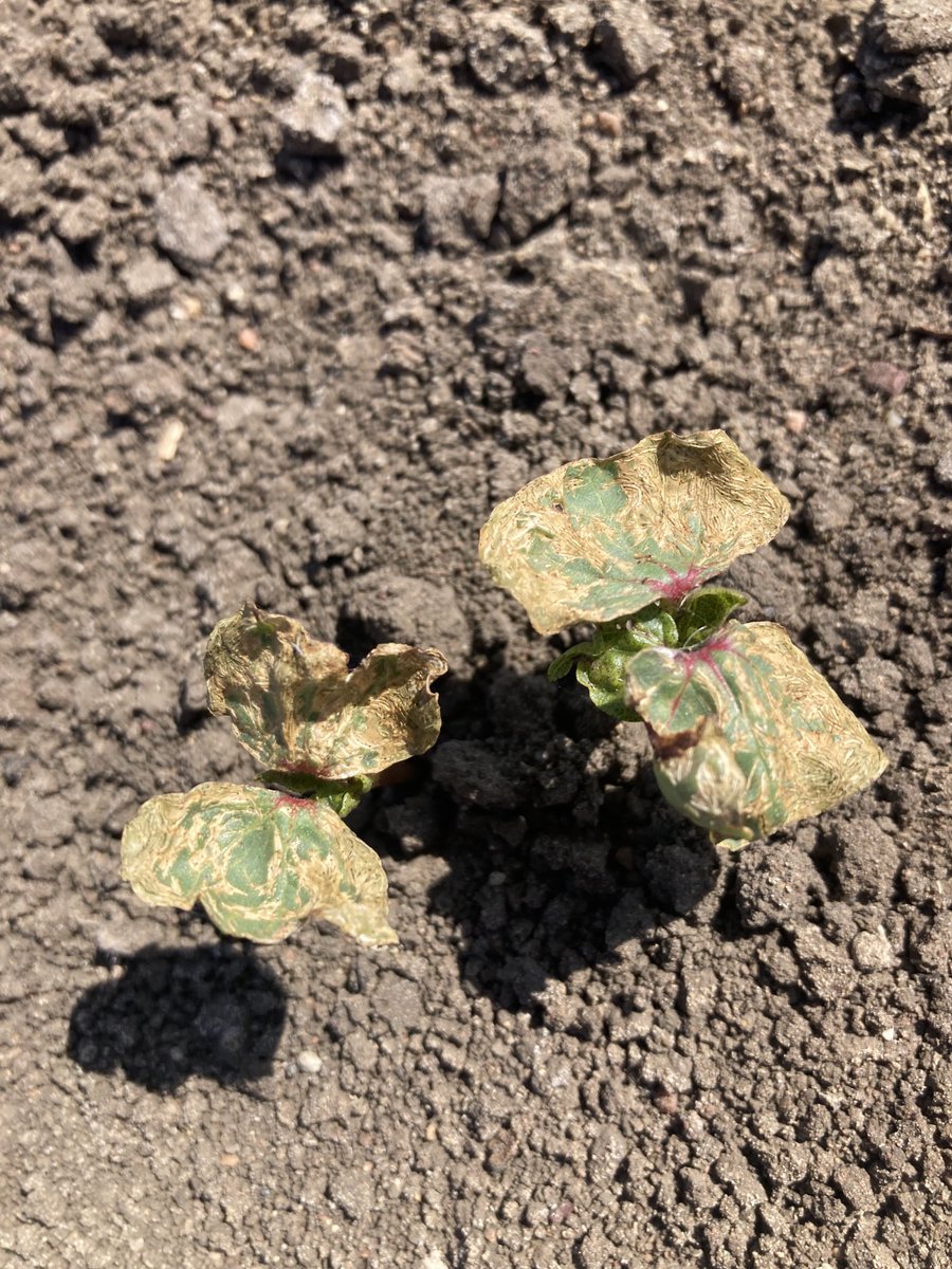 Michael Josh tweet media