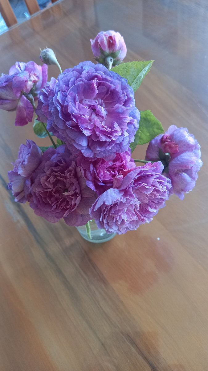 Jane Hutchings tweet media