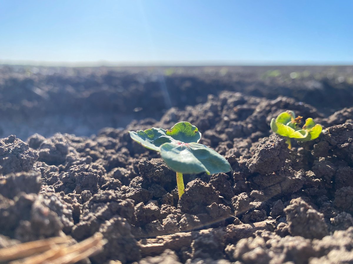 With summer crops up and away, storm season is here. We are offering crop insurance quotes and policies on #cotton #sorghum #corn #mungbeans #sunflowers. Call Claudia Lamberton on 0267924924 today.
