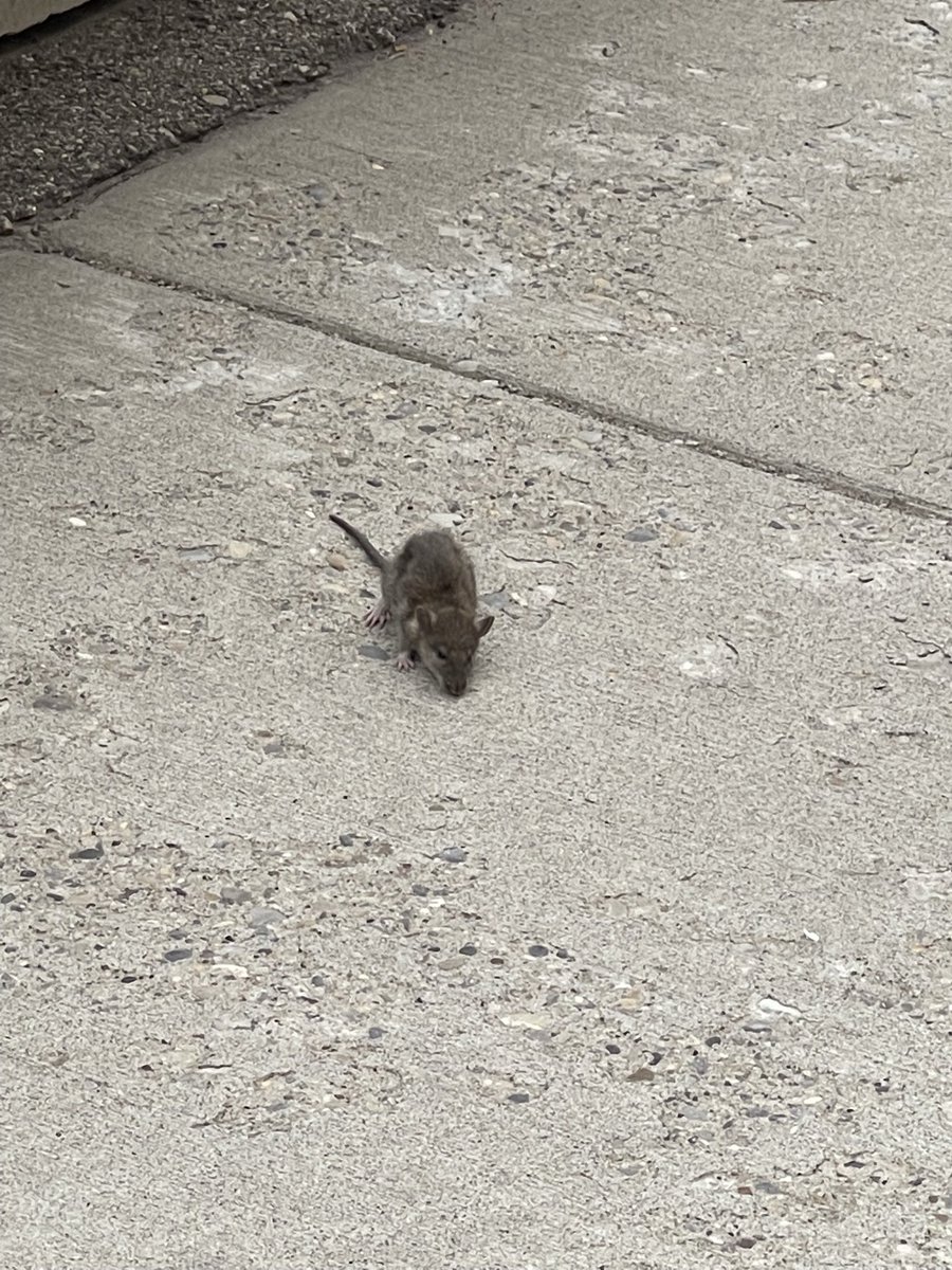 Theemontecristo's tweet photo. @CTVCalgary @TeriFikowski I knew this was a rat!  I found this guy scampering around our parking lot  last year…right beside Capital Paper https://t.co/nPBWyn3T7M