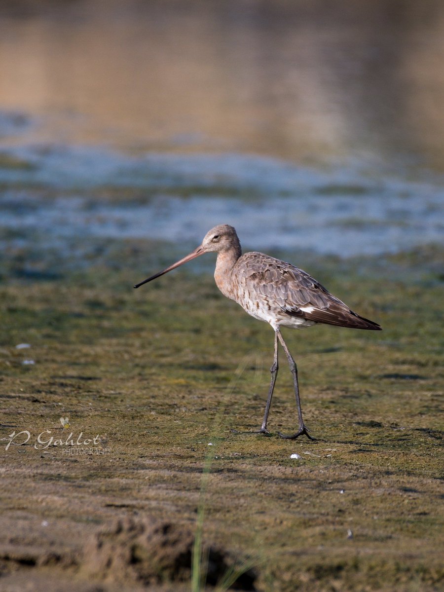 pg_photographie's tweet photo. πππππ π§πππππ ππ’ππͺππ§
#winter #migratory
#Birding #Birdingphotography #birds #birdphotography #birdwatching #birdwatchers #birdsofharyana #IndiAves #BirdsSeenIn2023 #waders #BirdsOfTwitter #bbcwildlifePOTD
#BirdsofHaryana #avibase
#IndianBirds #nikonphotography https://t.co/QZL7h5v6i3