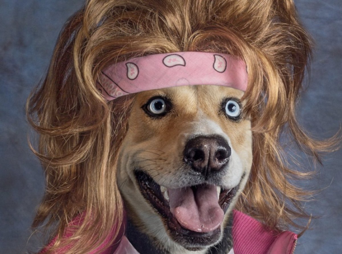 Do you think Dogecoin would've been a hit in the 80s?