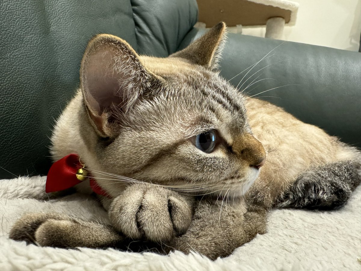 BlackRose4627's tweet photo. 美形過ぎる、モニさん
#猫 #ネコ #cat #シャムトラ #pointedcat #lynxpoint #siamesecat #siammix #siamesetabby https://t.co/IyaUy4AAlo