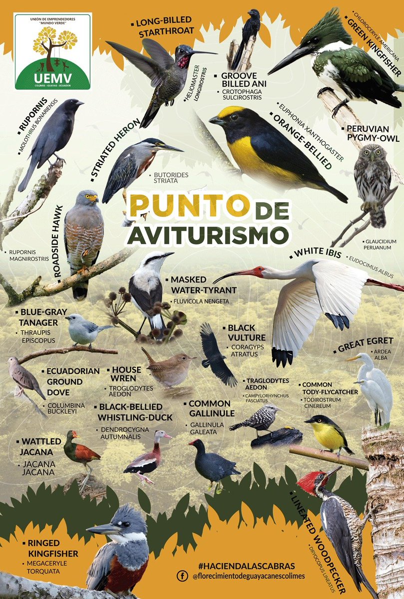 GuayacanColimes's tweet photo. Guía de aves expuesta en la hacienda Las Habras, refugio de importantes especies de este ecosistema.

#FlorecimientoDeGuayacanesEnColimes https://t.co/saYaT9339F