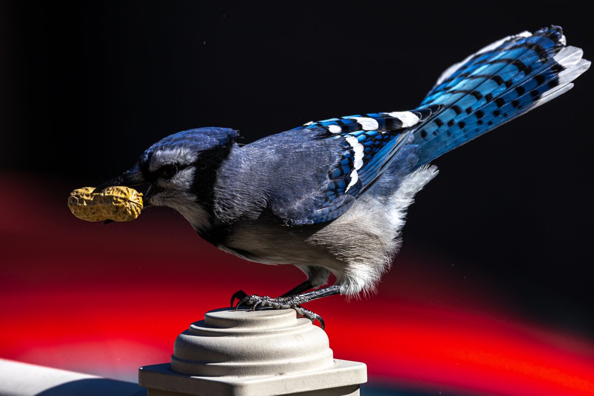 #MyBirdPic is a blue jay showing off his fancy plumage