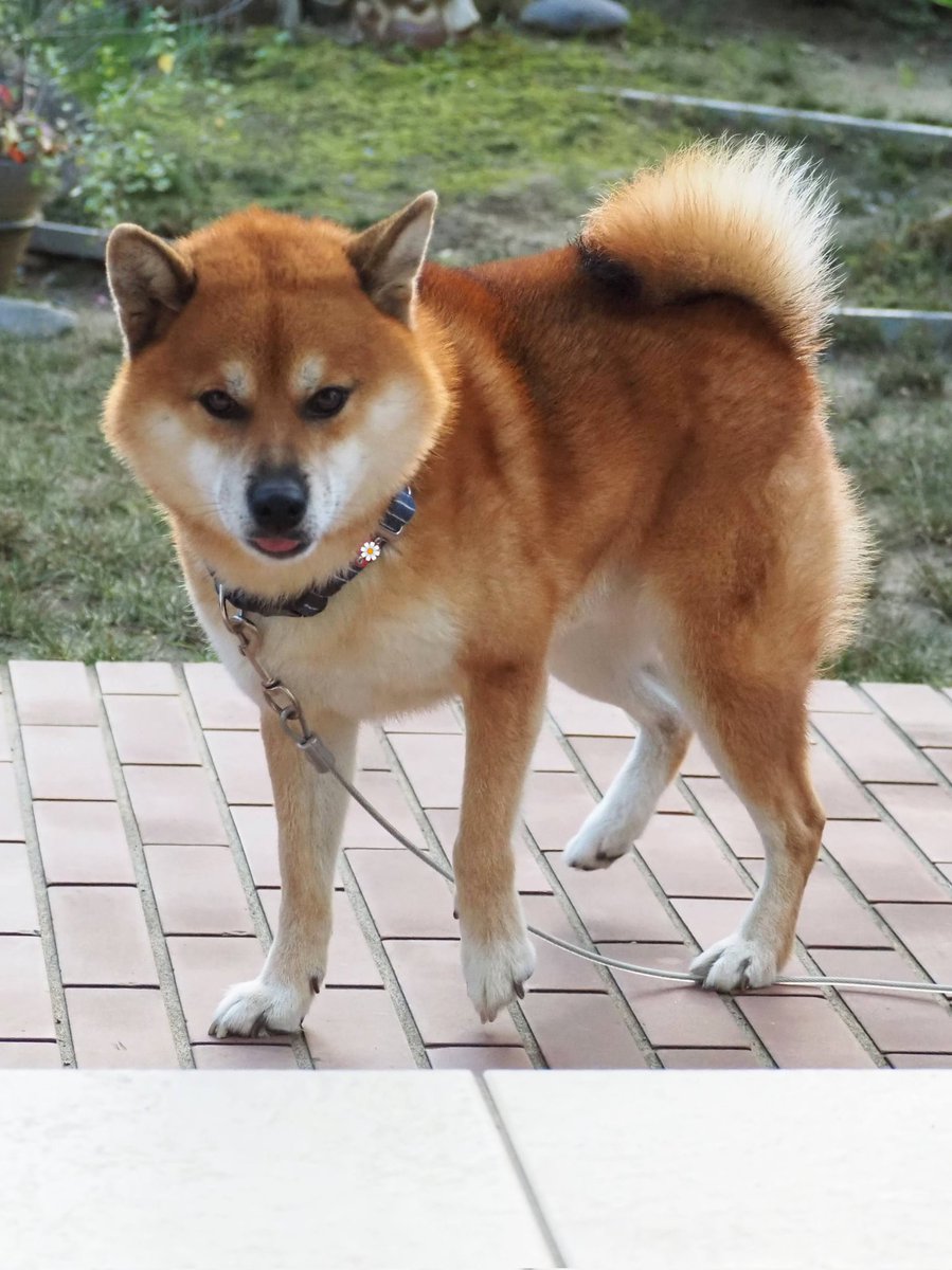 pon_kanae's tweet image. 金曜日感があるべ🍂
#柴犬 #犬のいる幸せ
#明日は祝日 😛♥️🐾