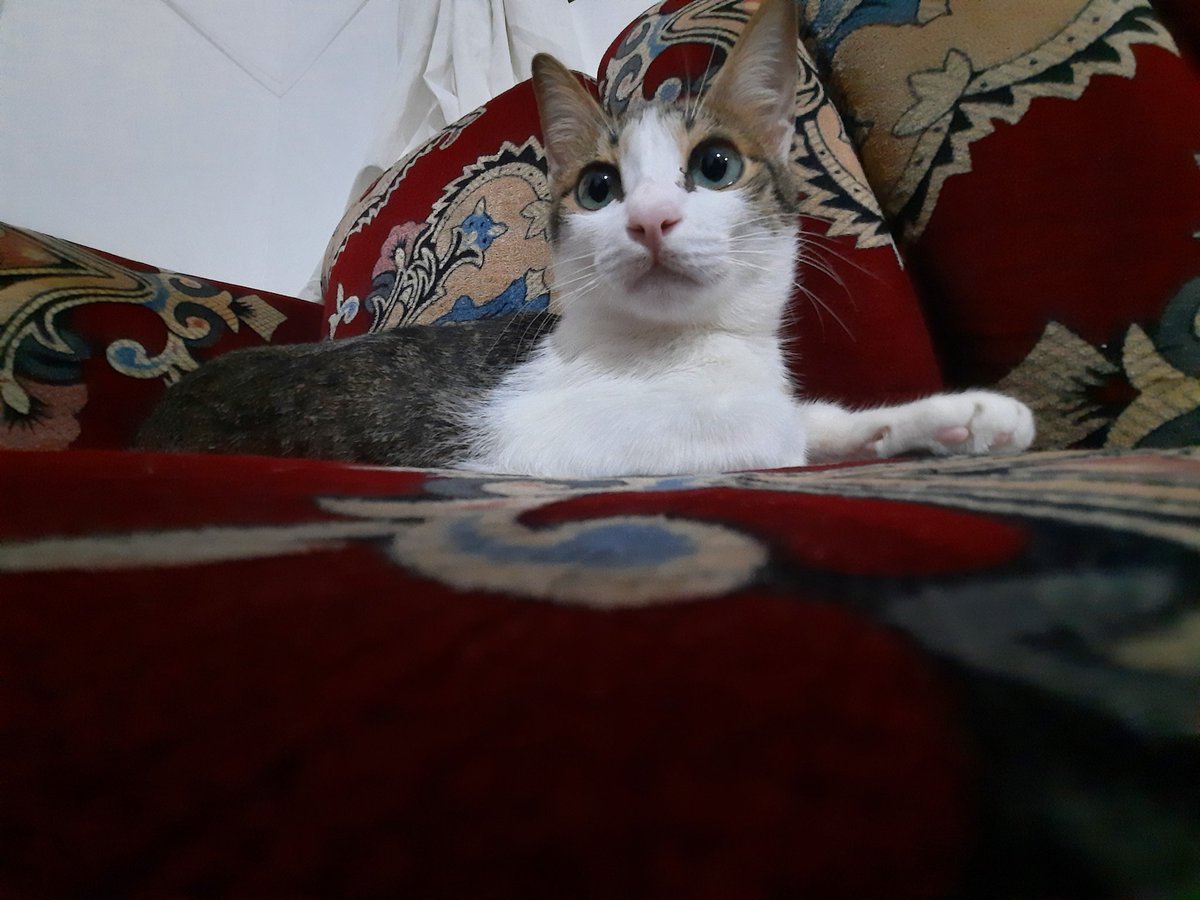 lessejotipep's tweet photo. meow https://t.co/I7Qta1QfGf