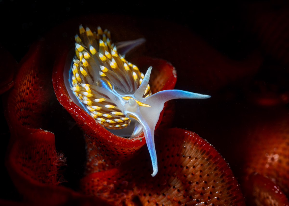 Opalescent nudibranch in bryozoan cup, Monterey Bay