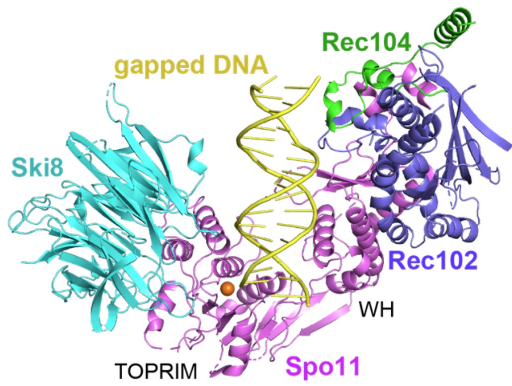 New on bioRxiv: Check out these cool new portraits of my favorite protein Spo11, hanging out with some of its friends on a sweet little piece of DNA. Fantastic collaboration with Dinshaw Patel's lab @MSKCancerCenter. @KaixianLiu @ccb_Lab