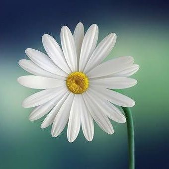 davuthaliloğlakkaya tweet media