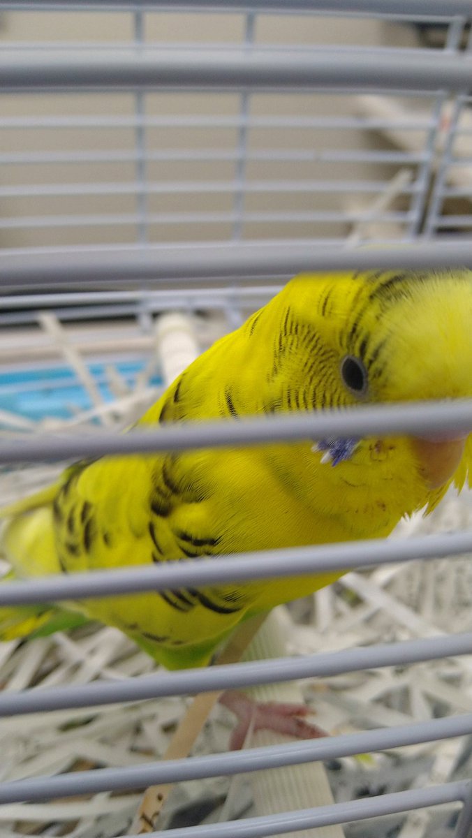 ren_ray_dark's tweet photo. セキセイインコをロストしてしまいました。
一度手にとって帰って来たのですが再度飛んでいってしまいました。… https://t.co/Hy5bzkV1ew