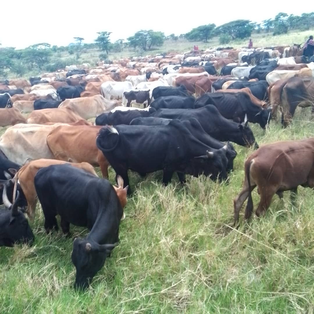 TANAPA rangers conspired with NCAA rangers, seized livestock in Loliondo and took them to Serengeti. Despite the court's order staying auctioning of more than 1000 livestock, @SuluhuSamia's government ignored it and auctioned all the cattle. @MariaSTsehai @TunduALissu