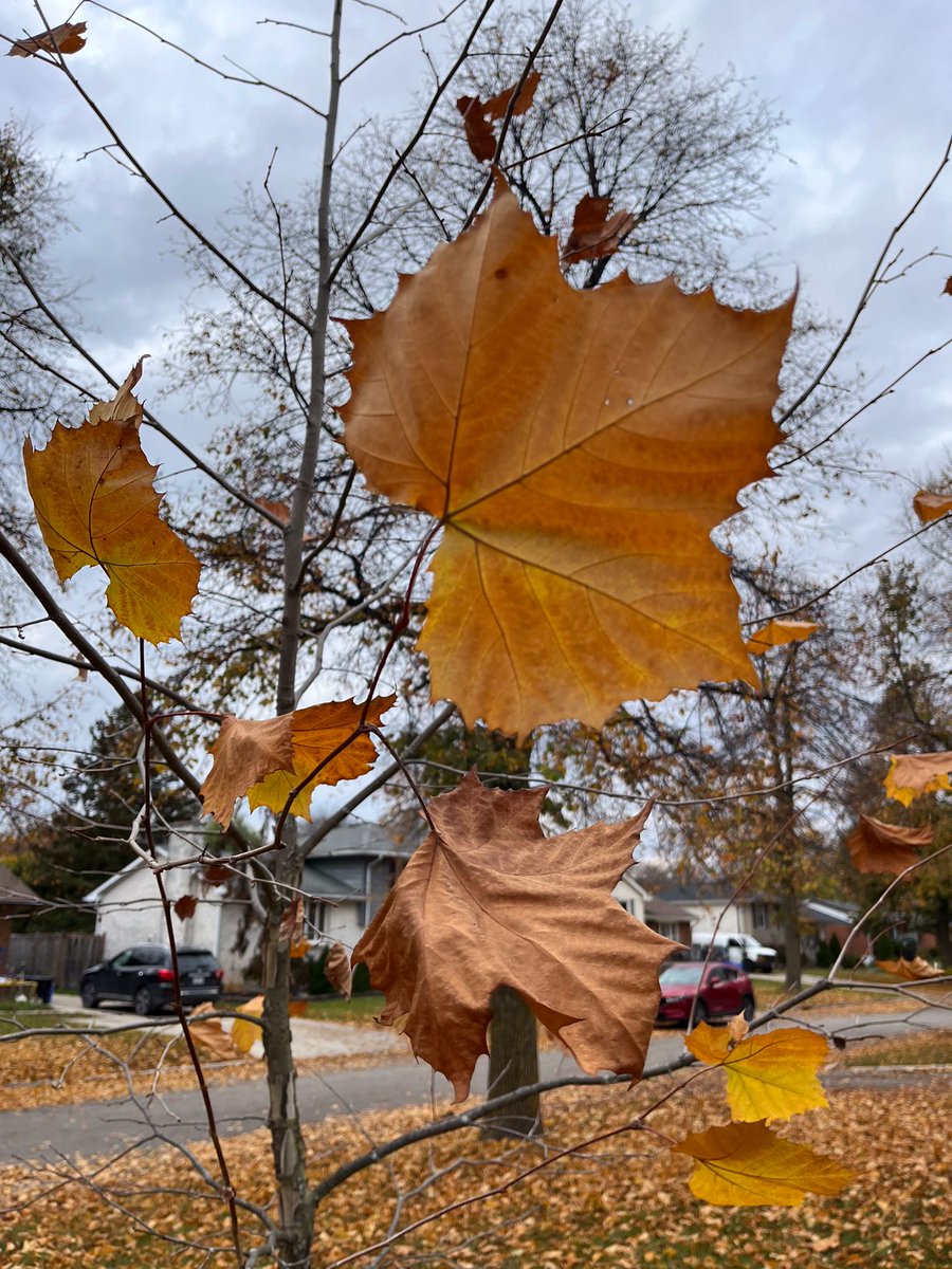 Natrajam1008's tweet photo. When you have no words for the wounds
when your body is as hallowed out and dark
as a jack-o-lantern
in #November
when you have lost your north, your south,
your east and your west
stay still.
Words for the pain are forming
beneath the skin of your patience. 1/4
#FallFrames https://t.co/bEe2dMXiei