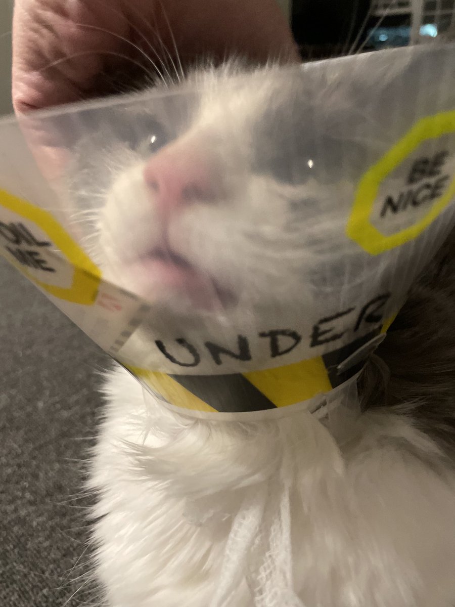 Absolute_Maehem's tweet photo. This is me rn if you even cared https://t.co/CkWTS8gNmQ