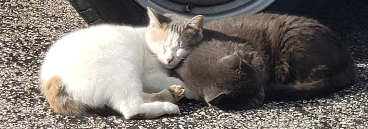 927Erik's tweet image. Forgot to post today. Saw this when I went out to my car at work this afternoon. Love these assholes... #cuteexplosion