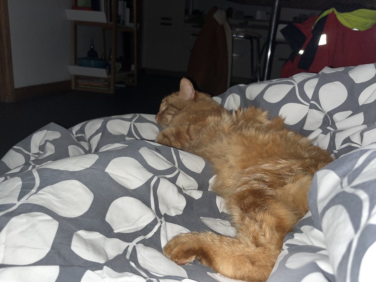 TracyMourant's tweet photo. Sleeping downstairs in the kitchen (well one of us is). #stormciaran https://t.co/aIMdACGo5A