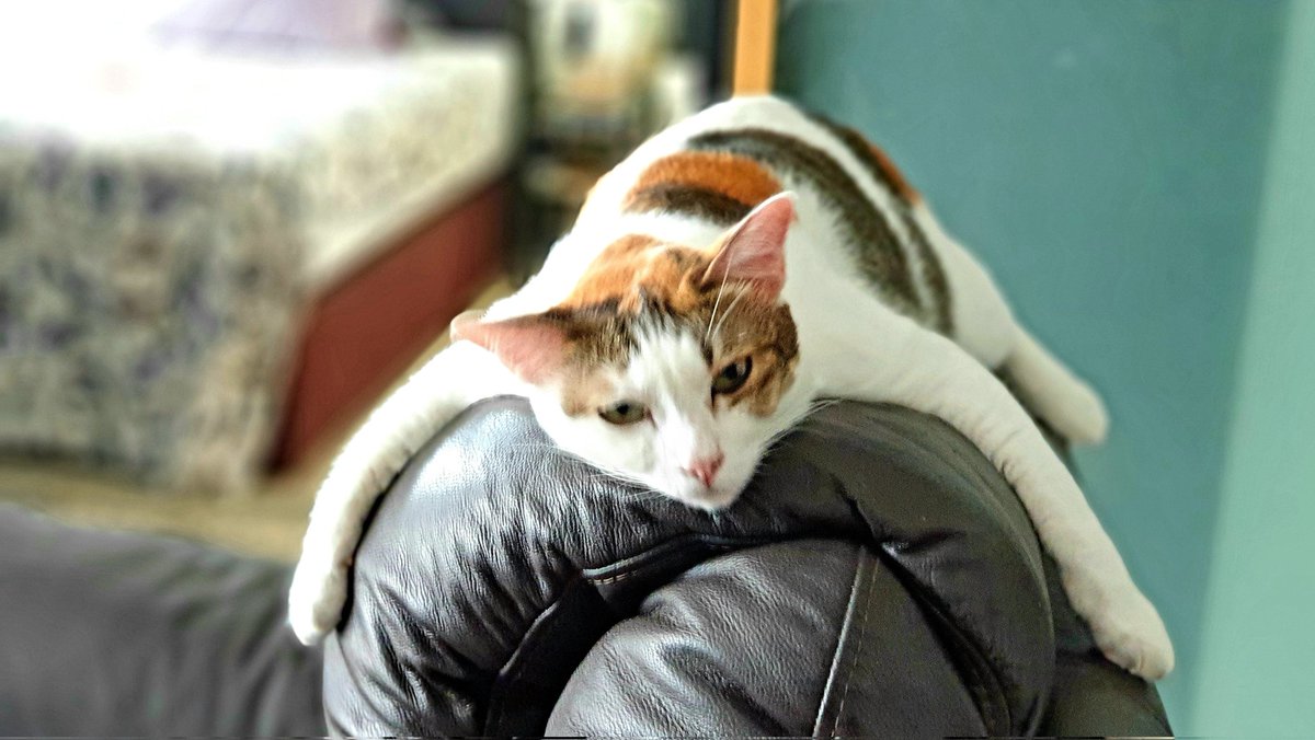 CatWidget's tweet photo. Watching the #CovidEnquiryUK and have lost the will to live. These halfwits were (and some still are...) in charge?

#CatsOfTwitter #PoliticalCommentaryFromCats https://t.co/irGgtdfFjM