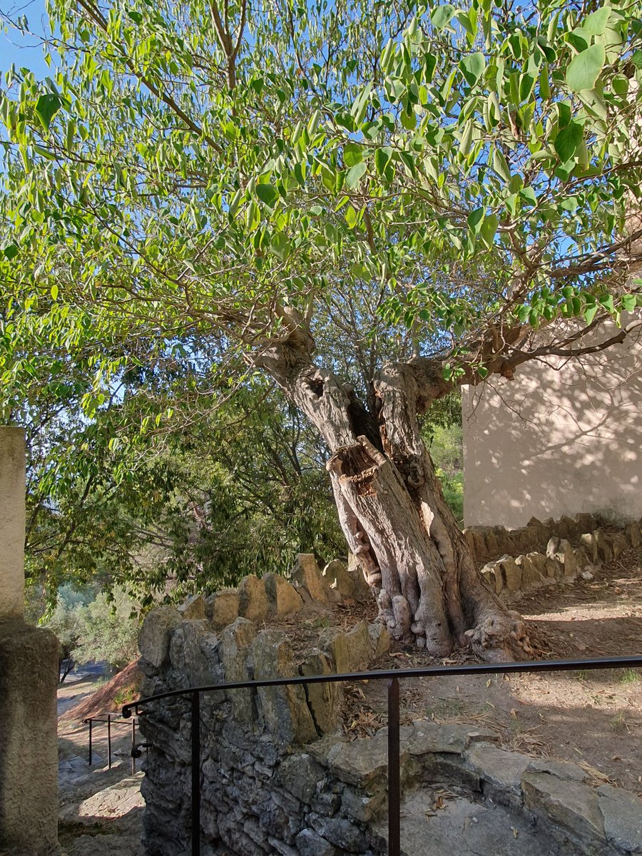 hugotrap's tweet photo. Le #Concours du plus beau village de France est de retour. Je déambule dans les ruelles ensoleillées du magnifique village du Castellet puis m'installe à l'ombre des arbres rafraîchissants.
#Paradise #Mediterraneo #Mediterraneensea #Mermediterranee #PACA #Sud #provence #Sunbreak https://t.co/XK3Y2thPmx