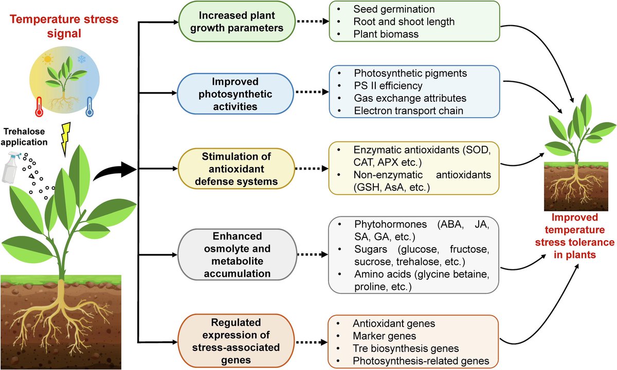 Ali Raza (@ale_raza6) on Twitter photo Diagrammatic representation of #trehalose-mediated #temperature stress alleviation in plants 🪴🌾🌽🌴🌱
🖇️sciencedirect.com/science/articl…
<a href="/sci_plant/">Plant Science</a> #Temperature #ClimateActionNow <a href="/Mito_Redox/">MurphyLab</a> <a href="/MPlantPCom/">Molecular Plant & Plant Communications</a> <a href="/HortiPlant/">Horticultural Plant Research</a> @ELSenviron @ELS_Genetics <a href="/ElsevierLife/">Elsevier Life</a> @ELS_CellBiology Diagrammatic representation of #trehalose-mediated #temperature stress alleviation in plants 🪴🌾🌽🌴🌱
🖇️sciencedirect.com/science/articl…
<a href="/sci_plant/">Plant Science</a> #Temperature #ClimateActionNow <a href="/Mito_Redox/">MurphyLab</a> <a href="/MPlantPCom/">Molecular Plant & Plant Communications</a> <a href="/HortiPlant/">Horticultural Plant Research</a> @ELSenviron @ELS_Genetics <a href="/ElsevierLife/">Elsevier Life</a> @ELS_CellBiology