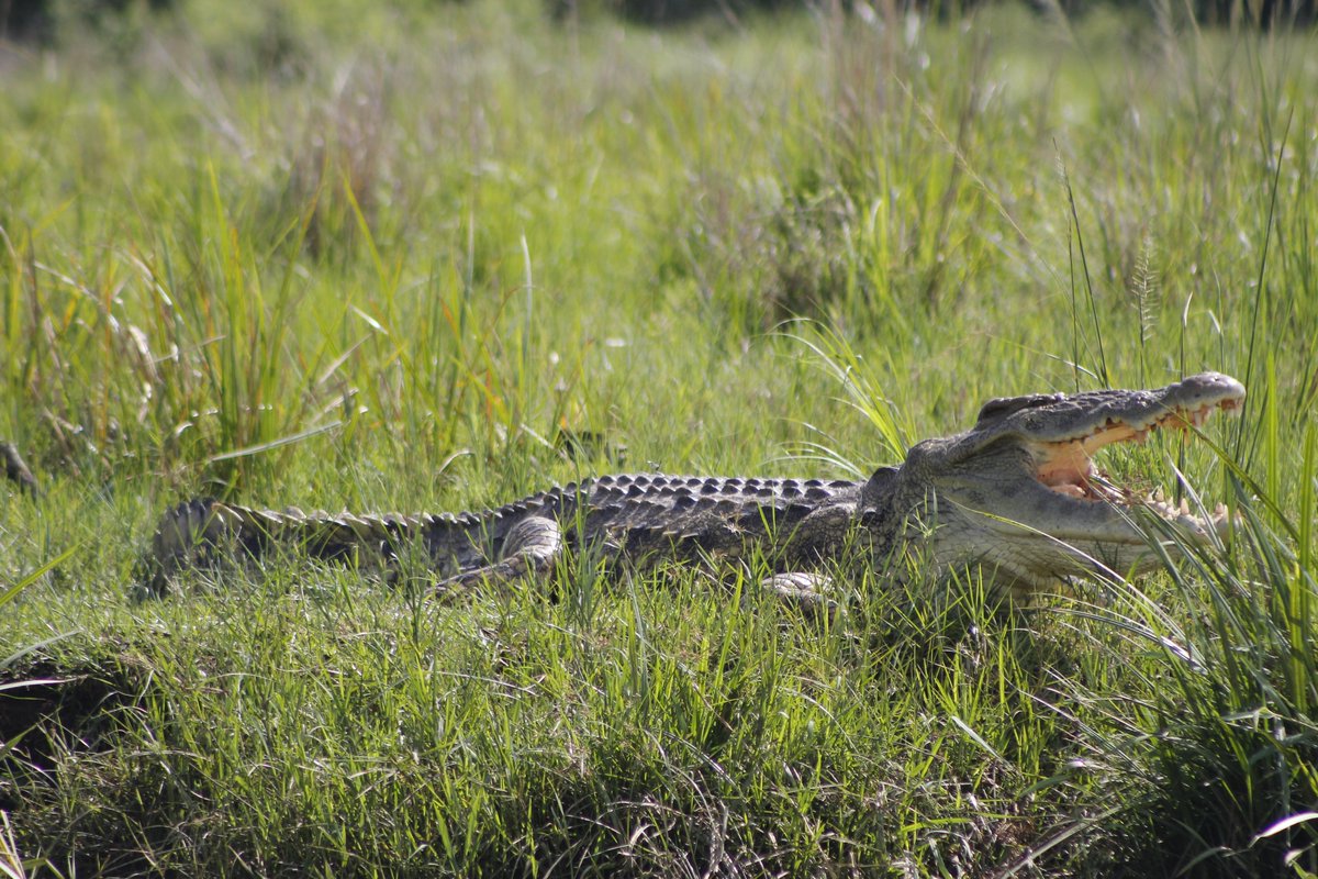 MURCHISON FALLS NATIONAL PARK: 5 Days, 4 Nights Easter in The Wild Experience, for departure dates, costs and itinerary, kindly visit us at visituganda.tours/Special-Tour/S…