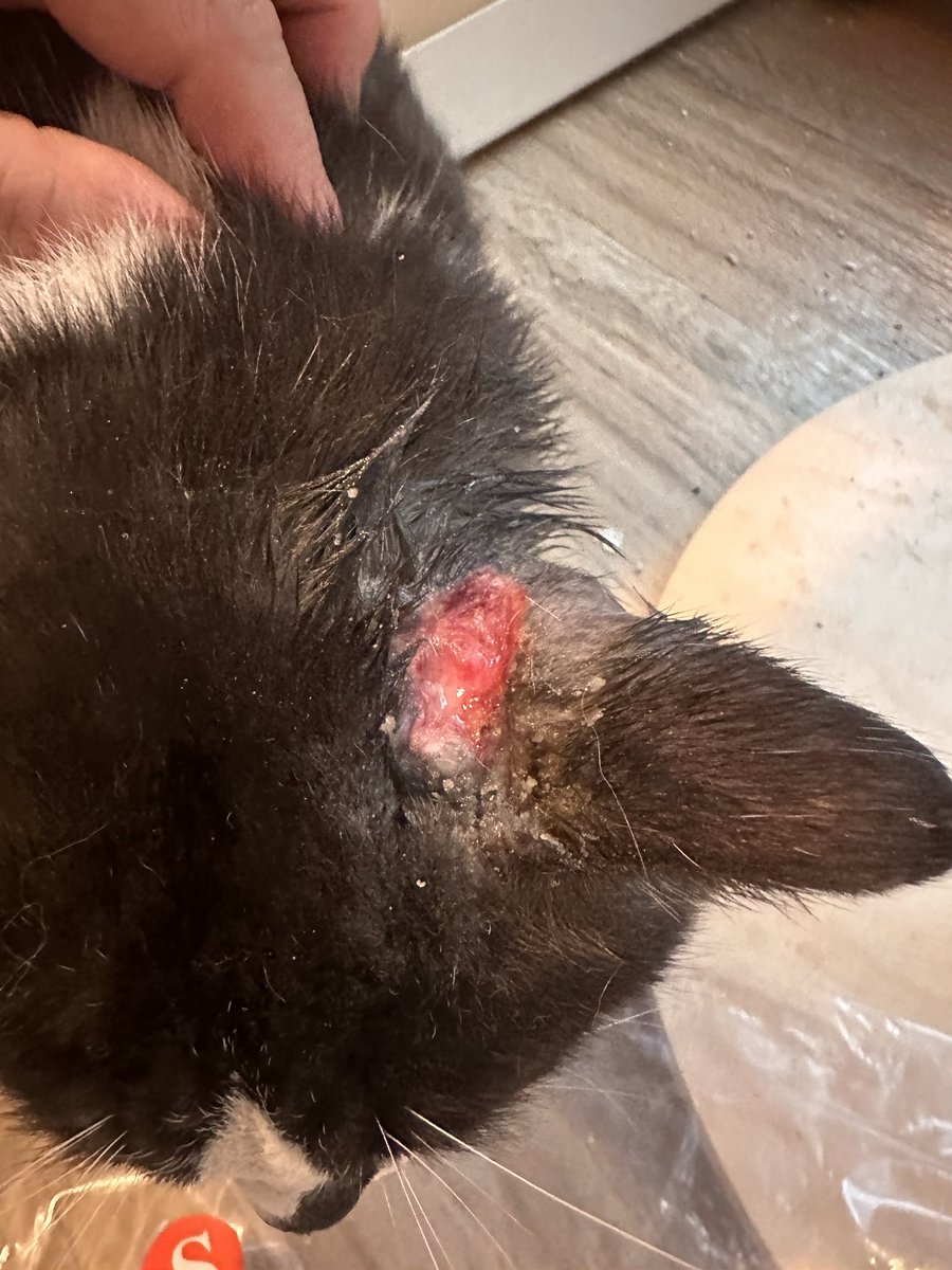mirror_cat_'s tweet photo. 칼국수 집 앞에서 구조 했던 우리 국수… 목과 귀 옆에 큰 상처가 있었던 아기…. https://t.co/x83EdoxlzF