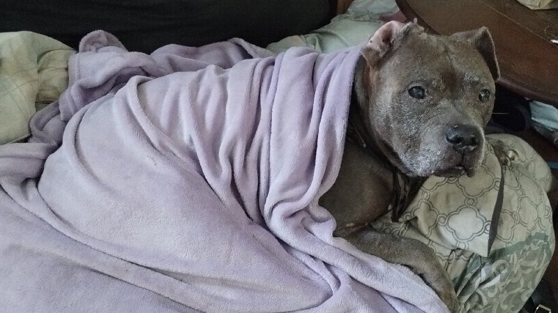 LadyRoseAphynah's tweet photo. My #emotionalsupportdog needs help with an emergency medical issue.
Please support my GoFundMe campaign: https://t.co/uoVzd3YnVV #GoFundMe https://t.co/hhh30lFkvY