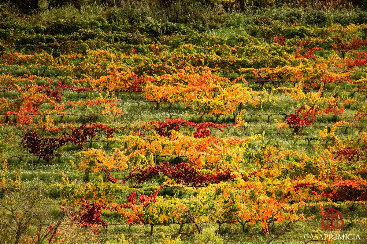 🔴👉 Otoño, la estación de los mil colores en los #viñedos #Casaprimicia #riojaalavesa #paisaje #wine #wein #winelovers #riojawine