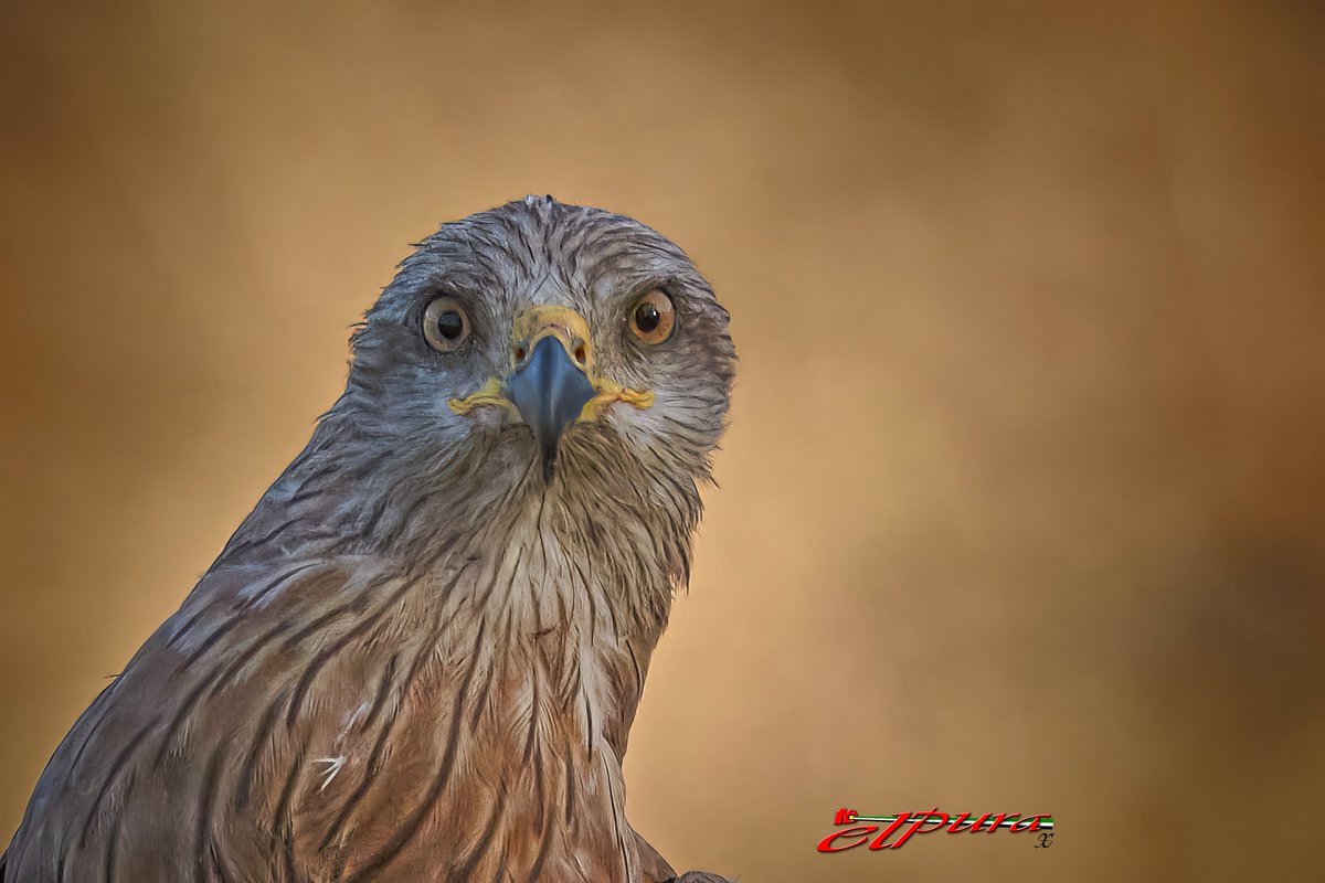 ju_zaen's tweet photo. Milvus Migrans
Amanece En Salvatierra ¡¡¡ MACRO VERTEDERO NOOO !!! #stopvertedero #tiempoextremadura #lasextameteo @tiempobrasero @ElTiempoA3
@davidlopezrey @lasextameteo @Estacionla6
@jesusTeniente https://t.co/fCLukse4Hm