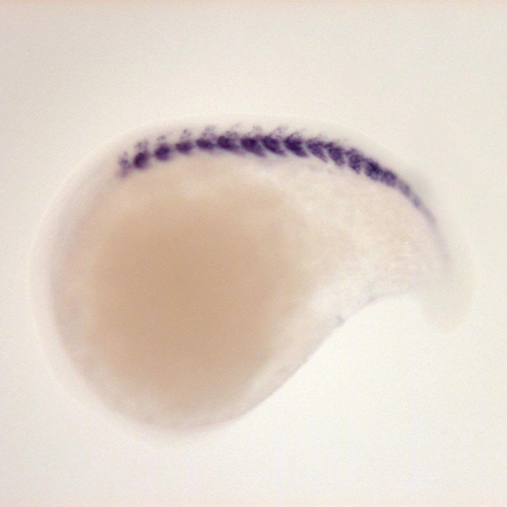 Zebrafish Rock! tweet media