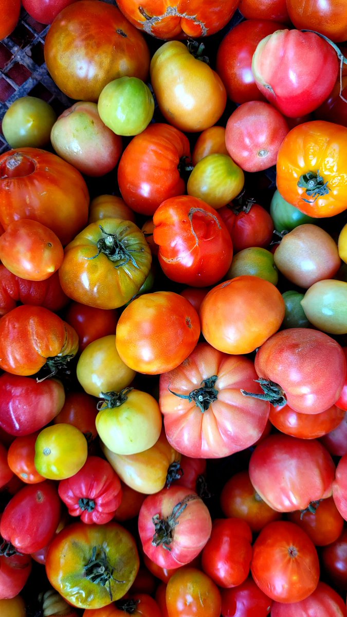 Lilit_Asryan's tweet photo. Colors of #Artsakh. 🍅🫑 Vegetables from our garden.
A homeland that was occupied by Azerbaijan & whose 120K population was forcibly displaced after ~10 months of siege.
The world must stand for justice & the right to return.
#Unpunishedcrimes #JusticeForDisplaced https://t.co/RWVl57Vco4