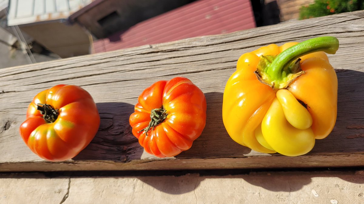 Lilit_Asryan's tweet photo. Colors of #Artsakh. 🍅🫑 Vegetables from our garden.
A homeland that was occupied by Azerbaijan & whose 120K population was forcibly displaced after ~10 months of siege.
The world must stand for justice & the right to return.
#Unpunishedcrimes #JusticeForDisplaced https://t.co/RWVl57Vco4