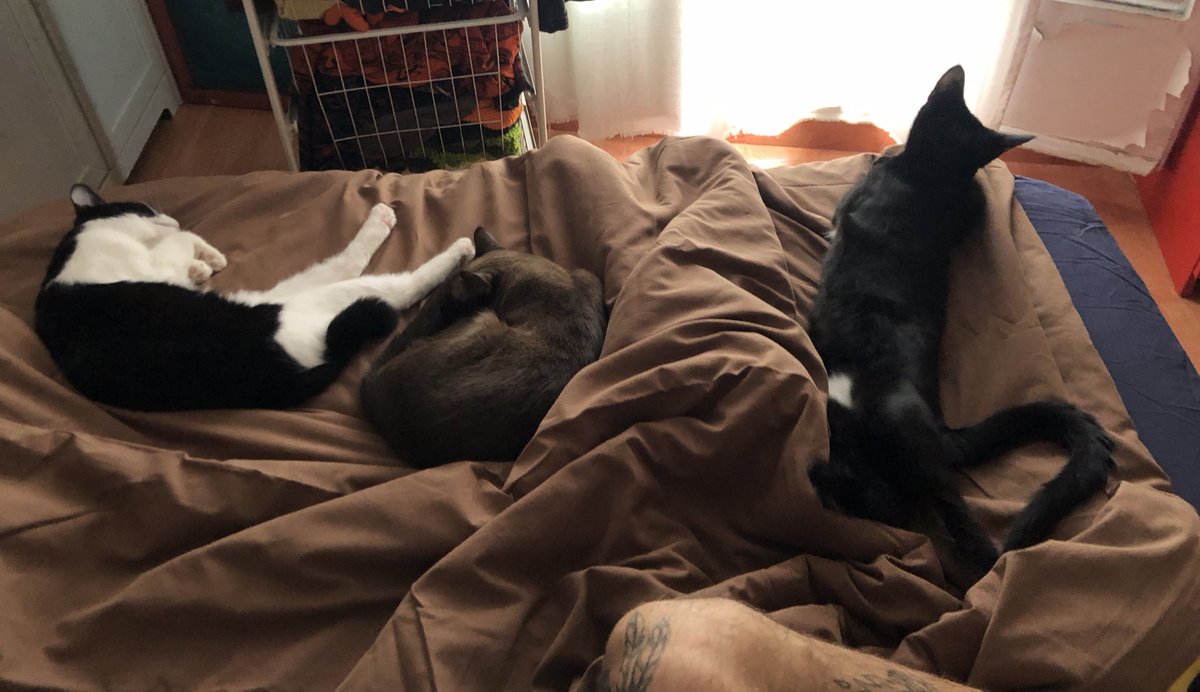 GM with love 
The cats have invaded me 😻