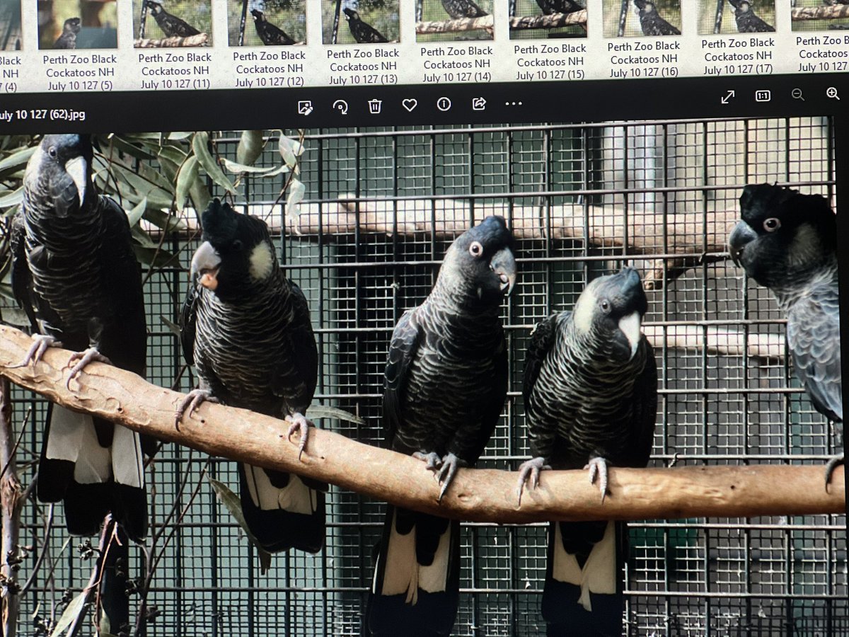 WA community groups & general public hold grave concerns for endangered black cockatoos.Eggs and chicks are being poached out of artificial nests.We need to be alert & report unusual behaviours. #wildlifetrafficking #parrots #poaching #wildlifetrade #birds #Threatenspecies 👀