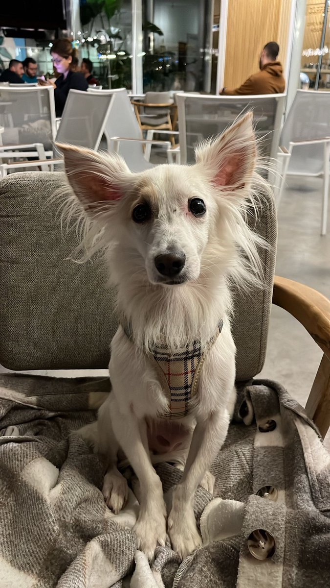 KAYIP 
#ANKARA
545 890 80 20 köpeğimiz Polaris 1 Kasım 23:20 sularında Keçiören Subayevleri Atatürk Bahçesinde kayboldu, en son Fatih Köprüsü civarlarında görülmüş, görenlerin lütfen 0545 890 80 20 numarasını aramasını rica ediyoruz. Kaybolduğu zaman üzerindeki tasması mevcuttu.