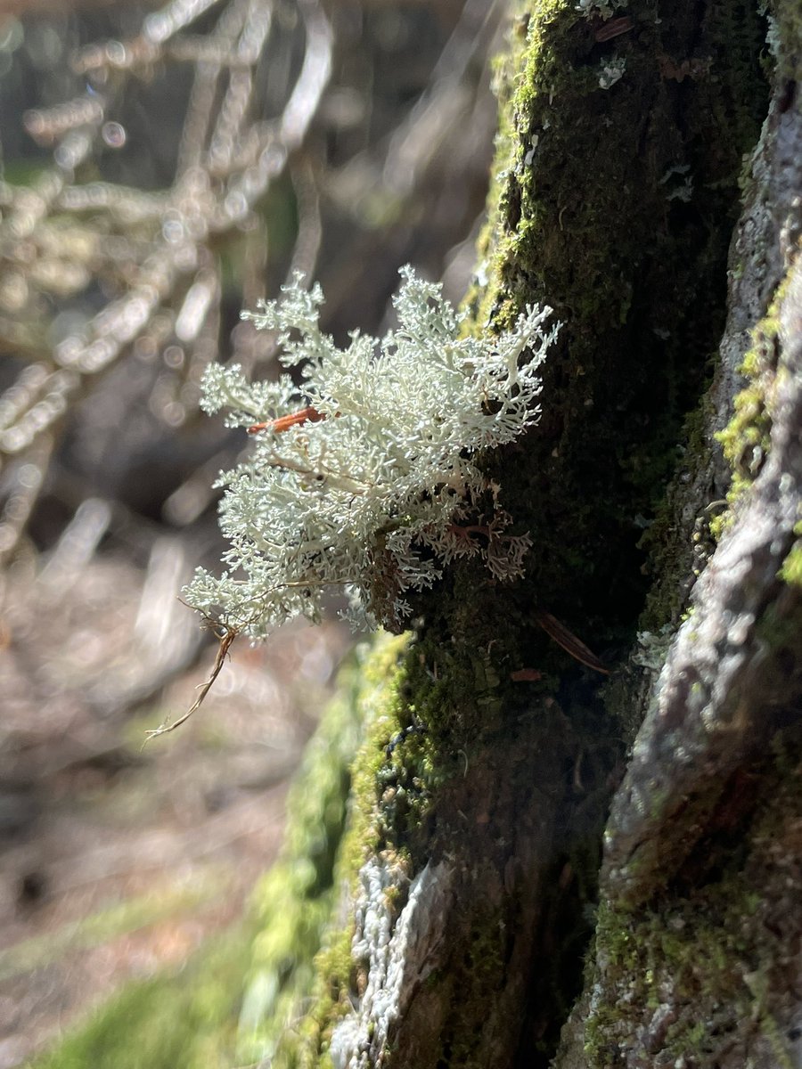 here’s some coral lichen on a hemlock on the shore of Goldsmith Lake - lacey !! <a href="/infomorning/">Information Morning</a> 
<a href="/portiaclarkcbc/">Portia Clark</a>