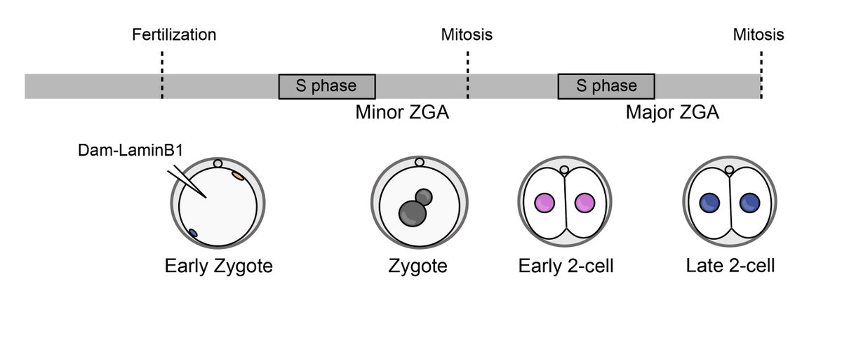 Mrinmoy Pal (@palmrinmoy) on Twitter photo How is nuclear architecture reshaped during maternal-to-zygotic transition in mouse embryos? What role does zygotic genome activation play in regulating this reorganization?
Find out in our work, out now in <a href="/GenesDev/">Genes & Development</a>!
genesdev.cshlp.org/content/early/… How is nuclear architecture reshaped during maternal-to-zygotic transition in mouse embryos? What role does zygotic genome activation play in regulating this reorganization?
Find out in our work, out now in <a href="/GenesDev/">Genes & Development</a>!
genesdev.cshlp.org/content/early/…