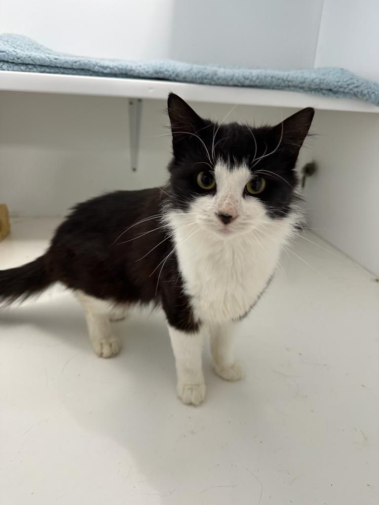 catsinoxford's tweet photo. Jimmy is an absolute sweetheart, just look at his little black nose! He’s around 3 years old and just loves fuss and attention. He’s a nosey boy who comes straight out to greet you, especially if you have a Dreamies packet! 
More &amp; enquire: https://t.co/DPm0IhcKC0 #CatsOfTwitter https://t.co/SRmV3wFgbr