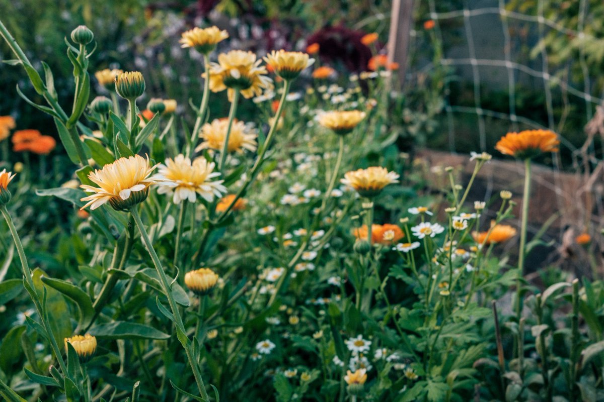 October in the garden.