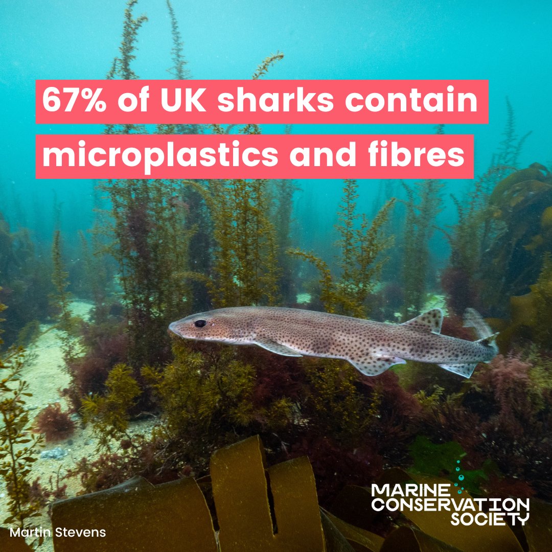 Research has found that 67% of UK sharks contain microplastics and fibres😱 We're campaigning to put a stop to the microfibre pollution that comes from washing machines and we need your help! Sign and share the petition to #StopOceanThreads today📝 mcsuk.org/stop-ocean-thr…