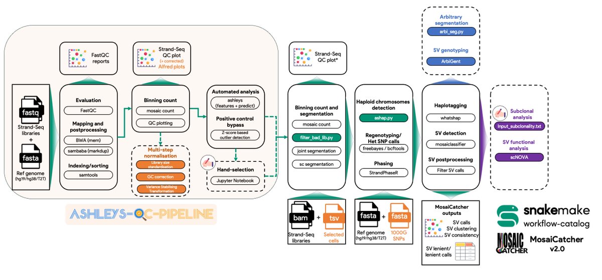 weber8thomas's tweet photo. Excited to publish MosaiCatcher v2! A cutting-edge snakemake workflow for Structural Variation (SV) detection at the single-cell level using Strand-seq data. Dive into our twittorial to learn more! 🧵 
Many thanks to @JanKorbel5 &amp; Marco Cosenza ! #EMBL
https://t.co/qKZT02TsK1 https://t.co/WalmhH03NB