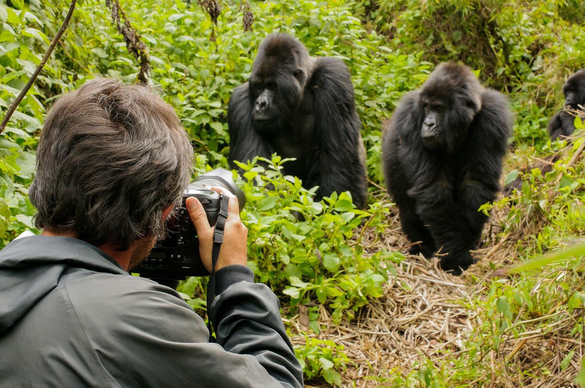 BWINDI GORILLA TREKKING/QUEEN ELIZABETH NATIONAL PARK: 5 Days, 4 Nights Easter in The Wild Experience, for departure dates, costs and itinerary, kindly visit us at visituganda.tours/Special_Tour/S…