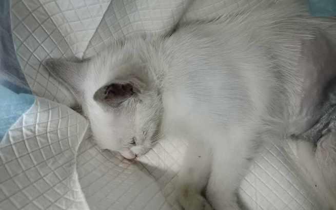 12 dni do końca zbiórka, a zbiórka idzie fatalnie... Nic już nie wpada, nikt nie chce pomóc.

ratujemyzwierzaki.pl/kastracja1-fel…

Proszę może choć jedna osoba się znajdzie, która chociaż drgnie zbiórkę do przodu ❤️