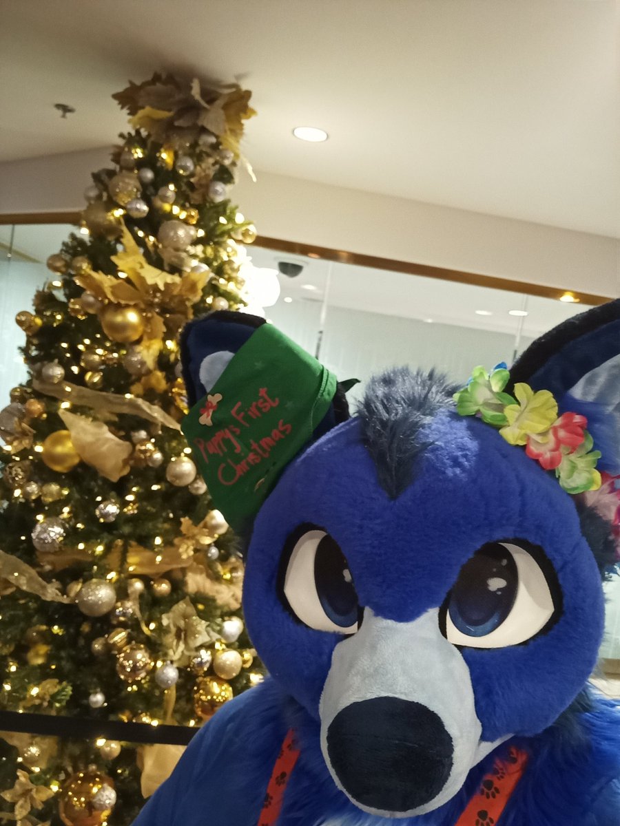 PerseidHusky's tweet photo. Yay it's Christmas time!

It feels like Halloween was just yesterday...

#BLFC2023 https://t.co/gzm0Tfqxvv