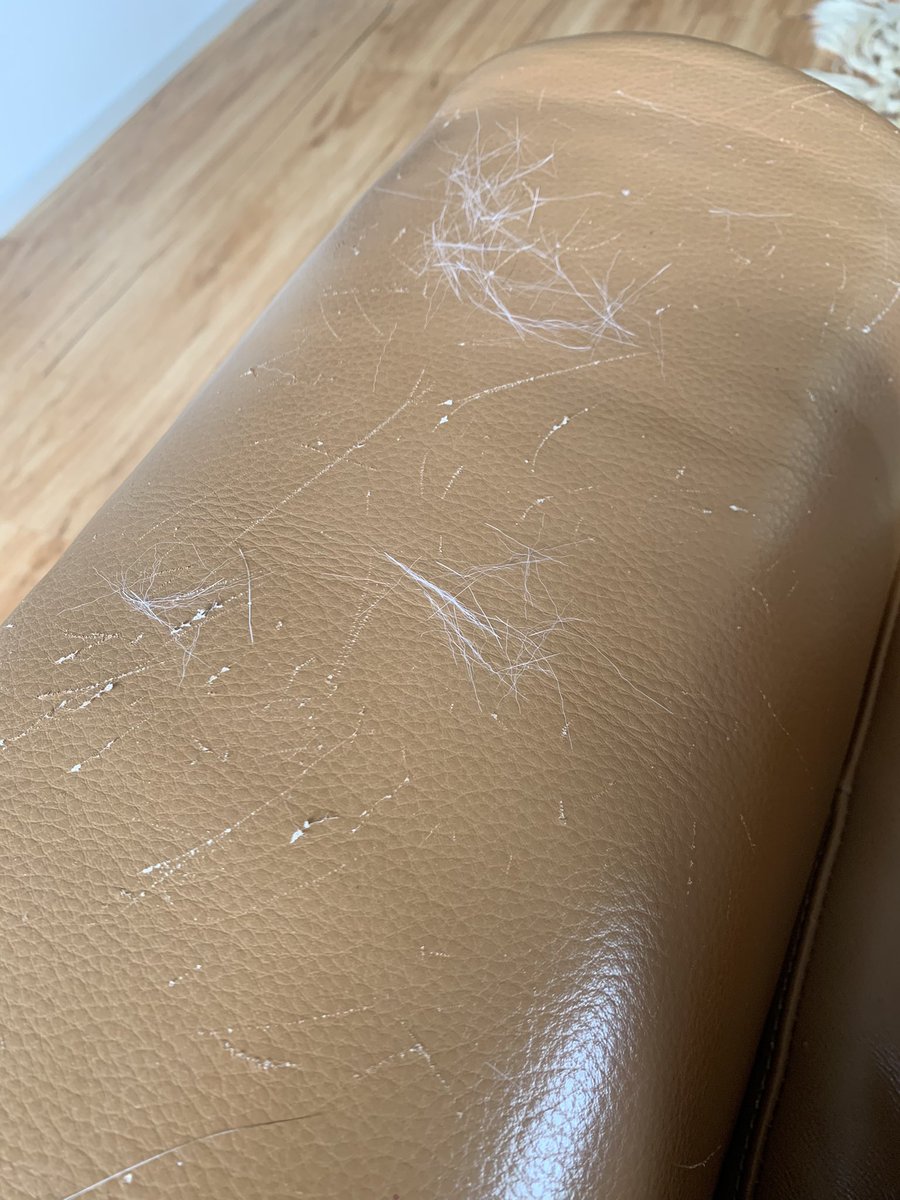 carat2hearts's tweet photo. if you’re couch don’t look like this, what are you doing?!? #catownerlife https://t.co/jsffbpwvCr