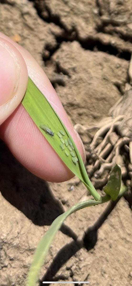 Miranda Rose tweet media