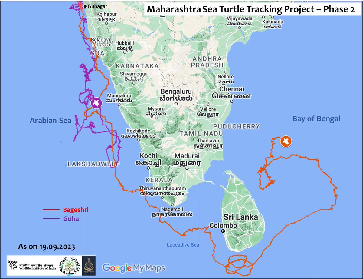 In the 3rd week of Sept both our tagged turtles Bageshri & Guha went silent one after another... Both were tracked for a record time of 225 days. Guha went silent on 21 Sept while Bageshri on 23rd Sept. @MahaForest @CMOMaharashtra @Dev_Fadnavis @MahaDGIPR @sureshwii