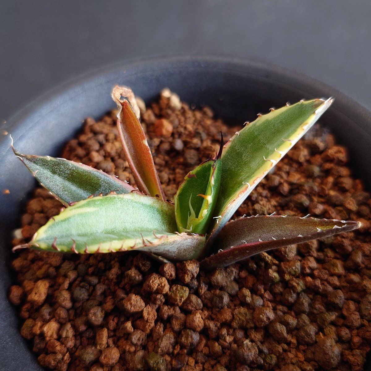 studio GreenPiece (@GreenPiece14) / Posts / X