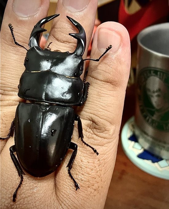 ババクルビはいいね😊
来年もいっぱい飼うぞ☀️ 