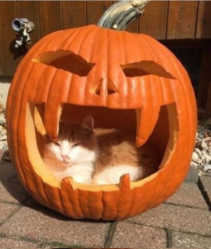 PER NOI GATTI OGNI POSTO È GIUSTO SE CI POSSIAMO DORMIRE COMODAMENTE